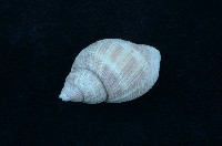 藏品(核螺)的圖片